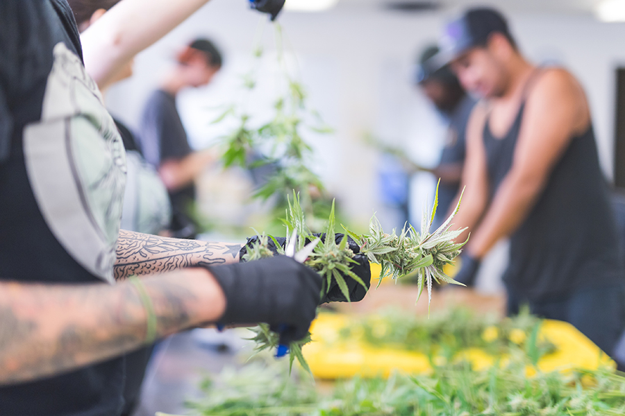 security tips for cannabis growers