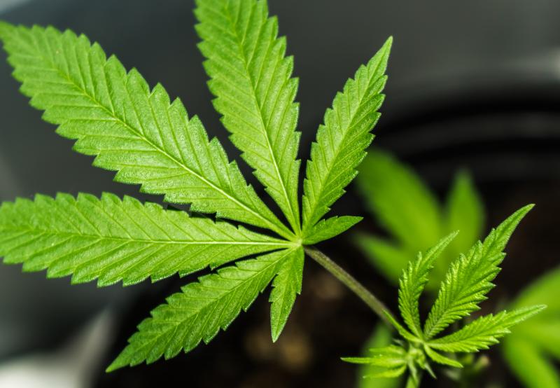 legalization of cannabis