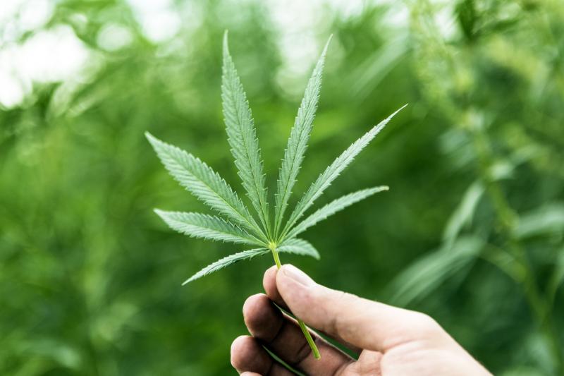  Une main tenant une feuille de cannabis. Avec la légalisation du cannabis, l'industrie se doit d'avoir de solides solutions de sécurité et de transport