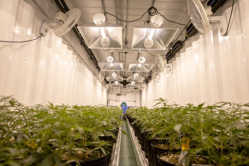 Un plant de cannabis dans une serre nécessitant des services de sécurité pour l’industrie du cannabis