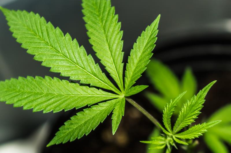 légalisation du cannabis